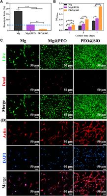 A SiO2 layer on PEO-treated Mg for enhanced corrosion resistance and bone regeneration